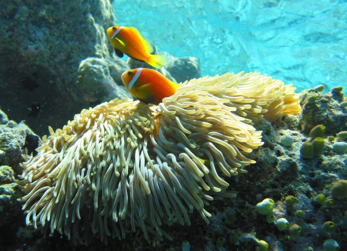 Maldive, un paradiso effimero