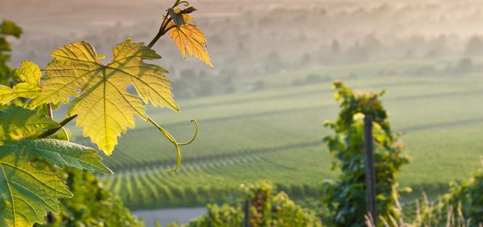 La mecca del turismo enogastronomico: La Rioja